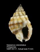 Nassarius crenoliratus